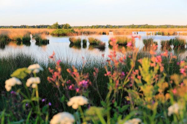 wandelroute fochteloërveen-hoofdfoto