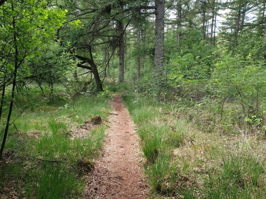wandelroute grolloo-hoofdfoto